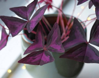 Oxalis Triangularis Purpurea Bulbs - Purple Butterfly Plant - Easy Houseplant - Garden Plant - Stunning Purple Foliage - Very Easy to Grow