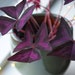 see more listings in the Plants section