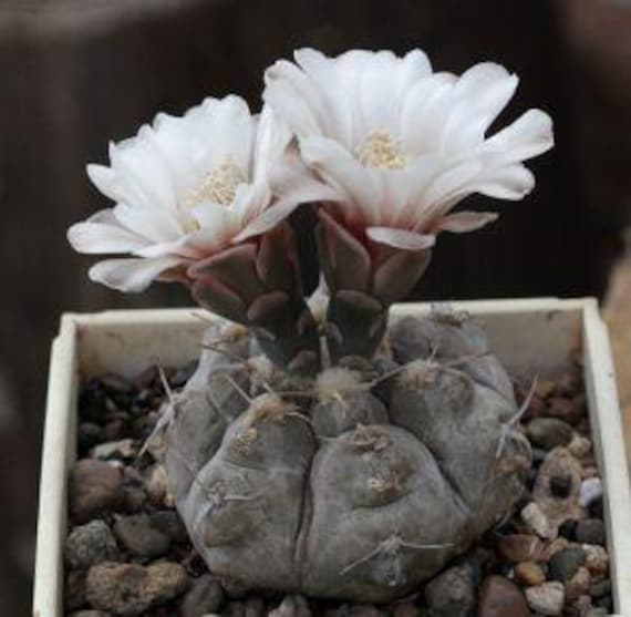 10 x Gymnocalycium Prochazkianum Seeds -Rarely Offered Gymno Seeds