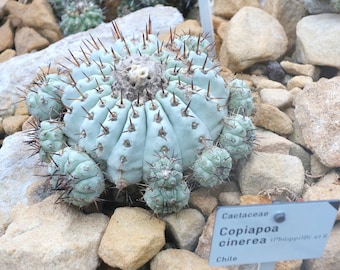 Copiapoa Cinerea Seeds - Cactus Seeds - 10 x Cactus Seeds - Rarely Offered