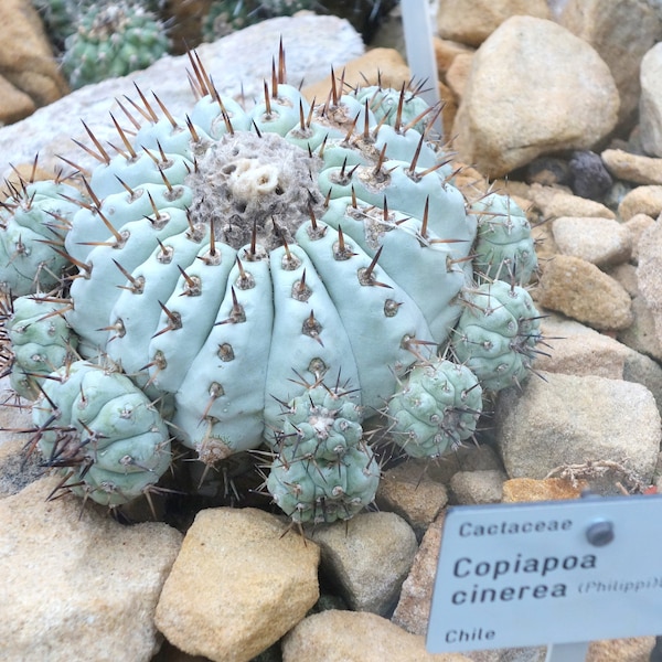 Copiapoa Cinerea Seeds - Cactus Seeds - 10 x Cactus Seeds - Rarely Offered