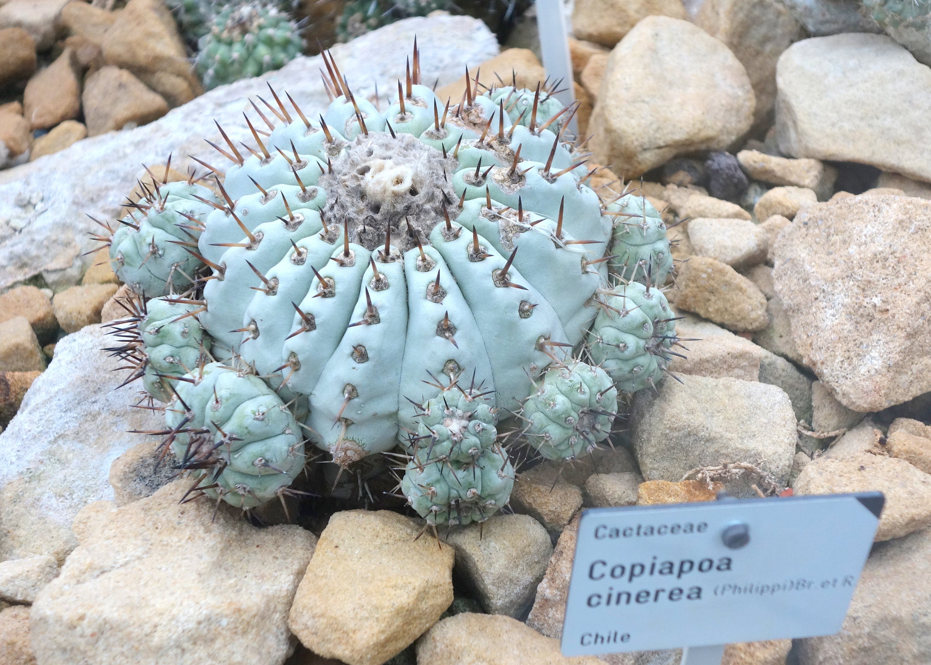 Copiapoa cinerea - World of Succulents