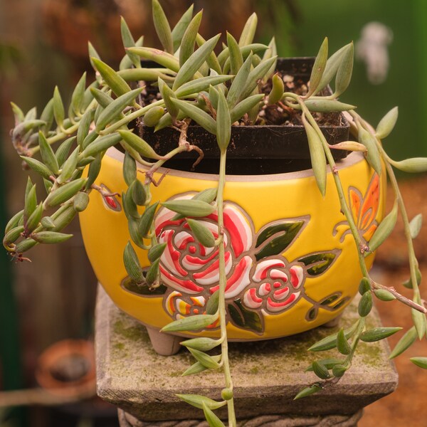 Senecio Radicans(Curio Radicans) - String of Bananas Whole Plant - Rarely Offered- Trailing Houseplant- Super Gift Plant