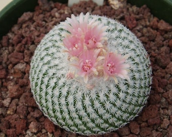 Epithelantha Micromeris var Rufispina Cactus -  10 x Seeds - Rarely Offered