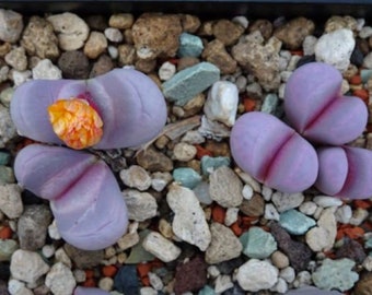 Lithops Meyeri 'Hammeruby' C272A  - 10 x Succulent Seeds - Rarely Offered