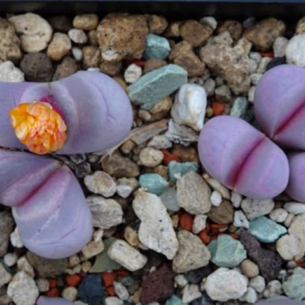 Lithops Meyeri 'Hammeruby' C272A  - 10 x Succulent Seeds - Rarely Offered