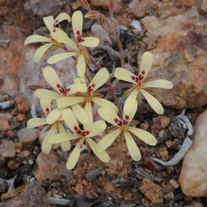 Pelargonium Aridicola Seeds-Species Pelargonium- Rarely Offered