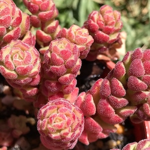 Sedum Versadense Seeds  -Rarely Offered - 10 x seeds