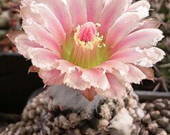 100 semi di Chileorebutia Malleolata - Super cactus da coltivare dai semi