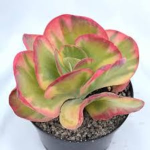 Kalanchoe Luciae Sukkulentenpflanze Samen 10 Samen Super überbackene Sukkulente Pflanze Selten Easy Care Pflanze Geschenk angeboten