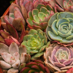 20 x Echeveria Mixed Varieties Seeds -  Succulent Plant - Rarely Offered - 20 DifferentVarieties Mix