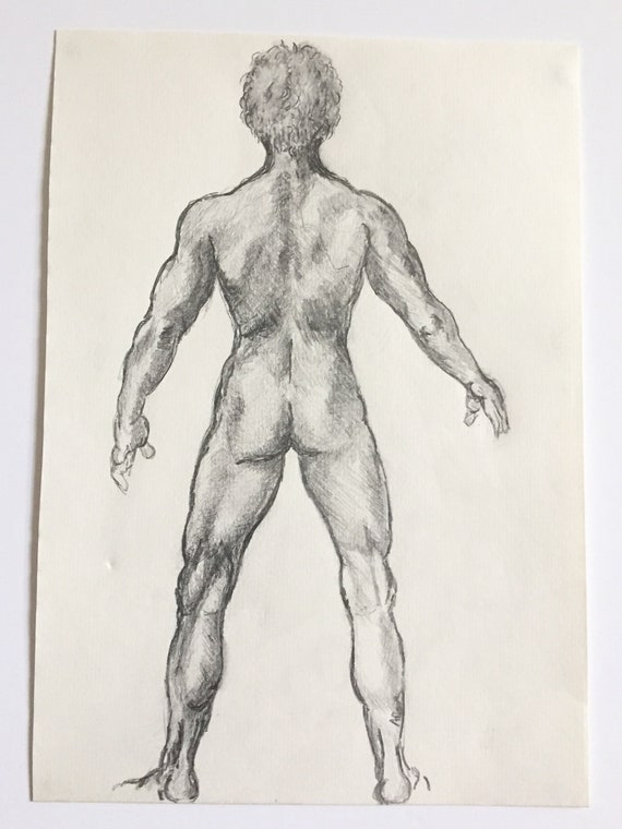Original Pencil Drawingillustrationsketch Of A Male Nude Anatomicalhuman Anatomy Anatomy Original Pencil Art Work