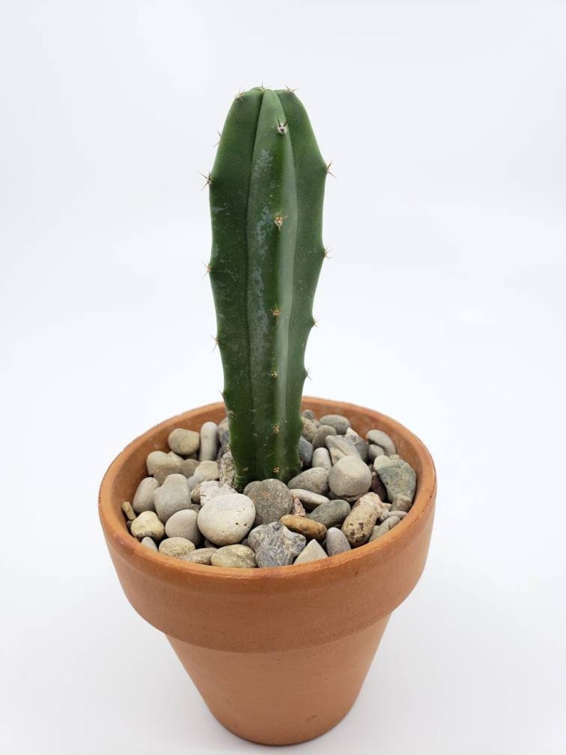 LIVE PLANT Blue Candle Cactus Myrtillocactus geometrizans