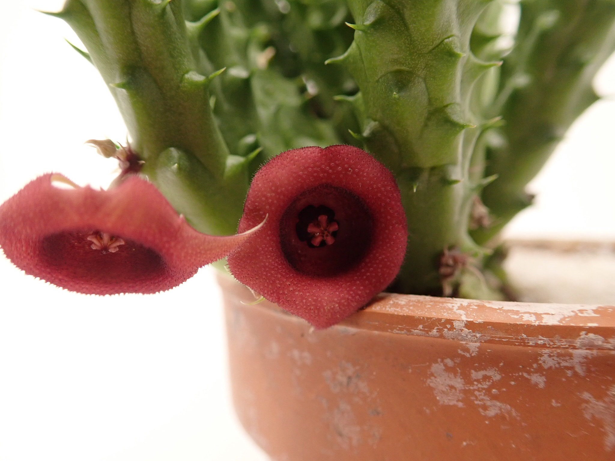 LIVE PLANT: Huernia Schneideriana Red Dragon Flower Carrion - Etsy Canada