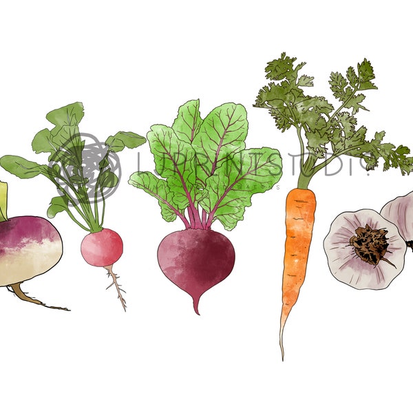 Vegetable Illustration, Gardening, Digital Download, PNG/JPEG, Vegetables lover gift, Root Veg, Digital Art, Watercolour