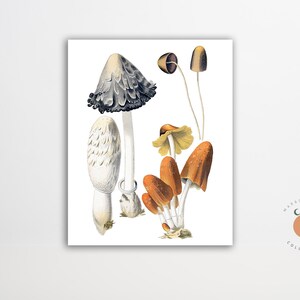 Coprinus Vintage Mushroom Illustration Fungi Art Mushroom Biology Art Poster Forest Art Print