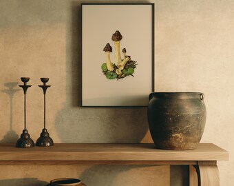 Lámina botánica de hongo morilla, ilustración vintage de historia natural, decoración de pared de boticario antiguo