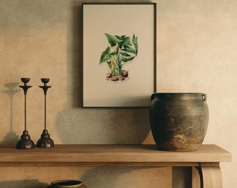 Impresión botánica de pared con punta de flecha silvestre, ilustración vintage de historia natural, decoración cottagecore