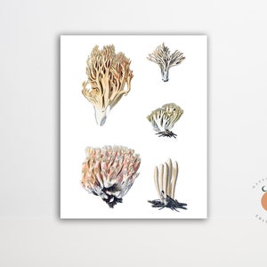 Clavaria Vintage Mushroom Illustration Fungi Art Mushroom Biology Art Poster Forest Art Print