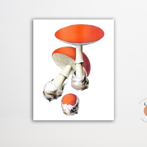Amanita Caesarea Vintage Mushroom Illustration Fungi Art Mushroom Caesar’s Mushroom Biology Art Poster Forest Art Print