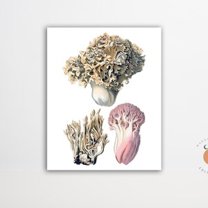 Sparassis and Clavaria Vintage Mushroom Illustration Fungi Art Mushroom Biology Art Poster Forest Art Print
