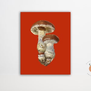 Vintage Mushroom Illustration Fungi Art Mushroom Biology Art Poster Forest Art Print Forager Art