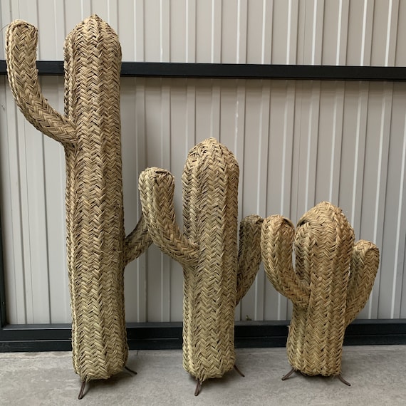 mammillaria brevi plumosa Mammillaria plumosa 'Feather Cactus' – DesertScapeSucculent