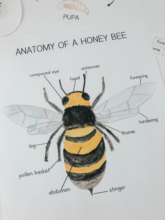 Anatomy of a Honey Bee Educational Digital Download | Etsy