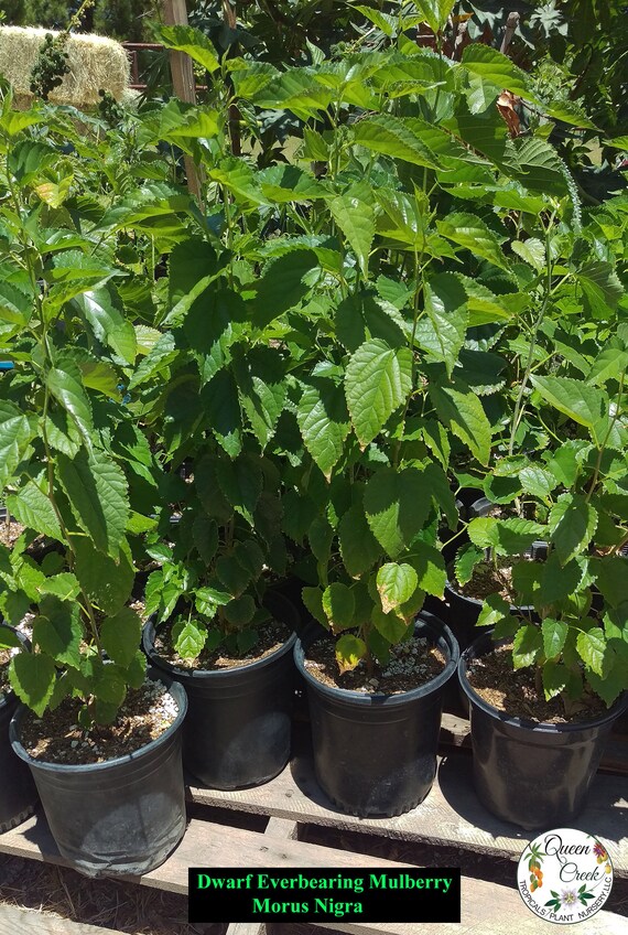 2019Jamaican Cherry ** Strawberry Tree ** Muntingia calabura Live Tree