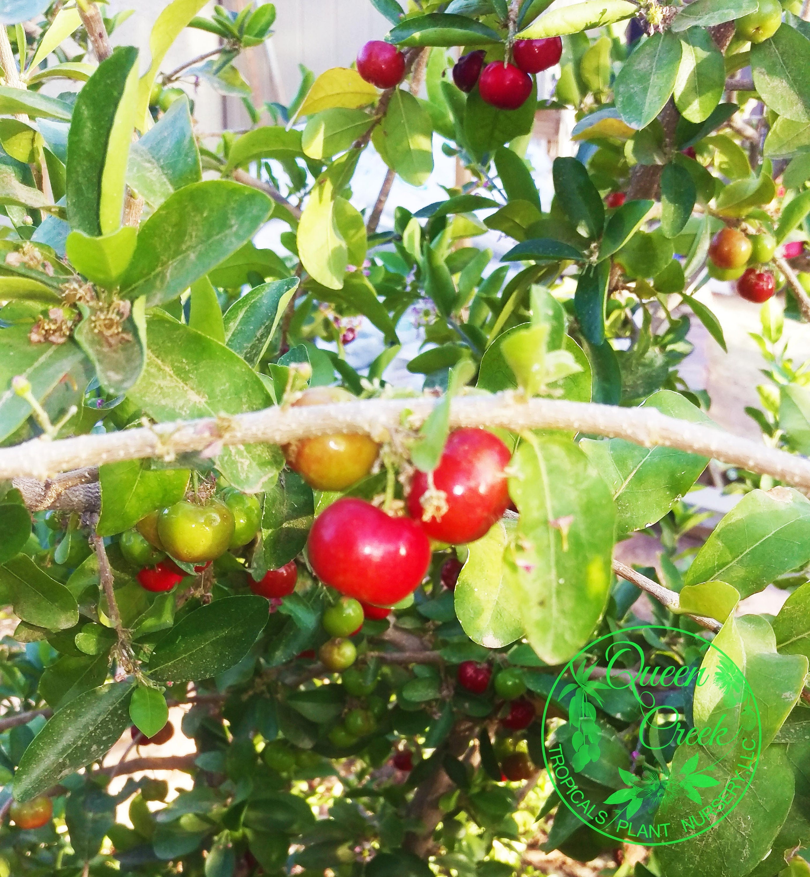 Barbados Cherry Florida Sweet Acerola Malpighia Emarginata pic image