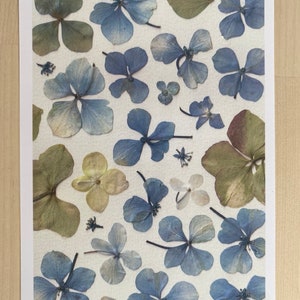 Pressed hydrangeas printed post card