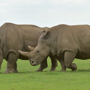 Neushoorn, neushoornkunst, neushoorn, neushoornsculptuur, wild dier, dieren in het wild, natuurkunst, noordelijke witte neushoorn, Fatu en Najin, handgemaakte kunst. afbeelding 9