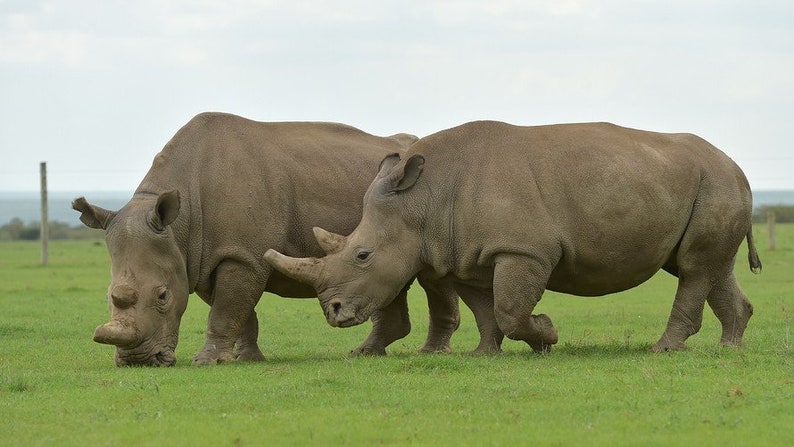 Neushoorn, neushoornkunst, neushoorn, neushoornsculptuur, wild dier, dieren in het wild, natuurkunst, noordelijke witte neushoorn, Fatu en Najin, handgemaakte kunst. afbeelding 9