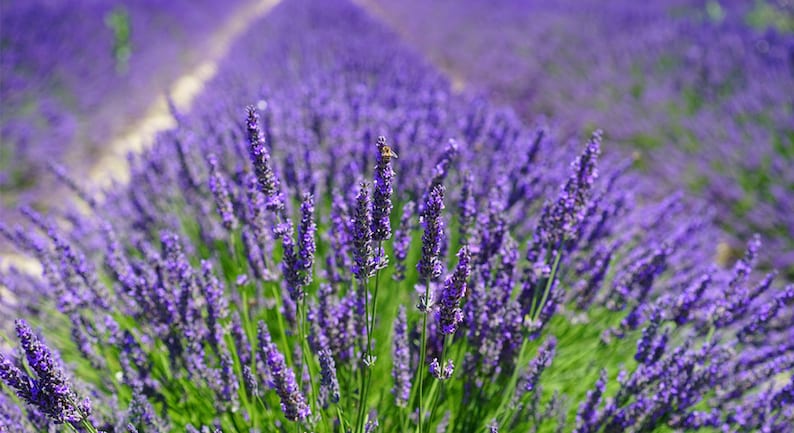 10x Bio Lavendel Lavendelsäckchen Mottenschutz Duftsäckchen Lavendelduft gegen Motten im Kleiderschrank mit Bio Lavendelblüten 10 x 10 g Bild 2