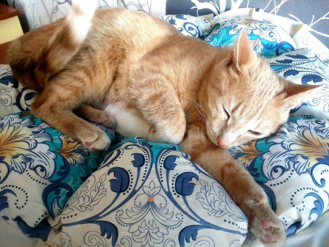 Cat rug Cats beds Round cat mat Kitten beds Round pillow Pet Etsy