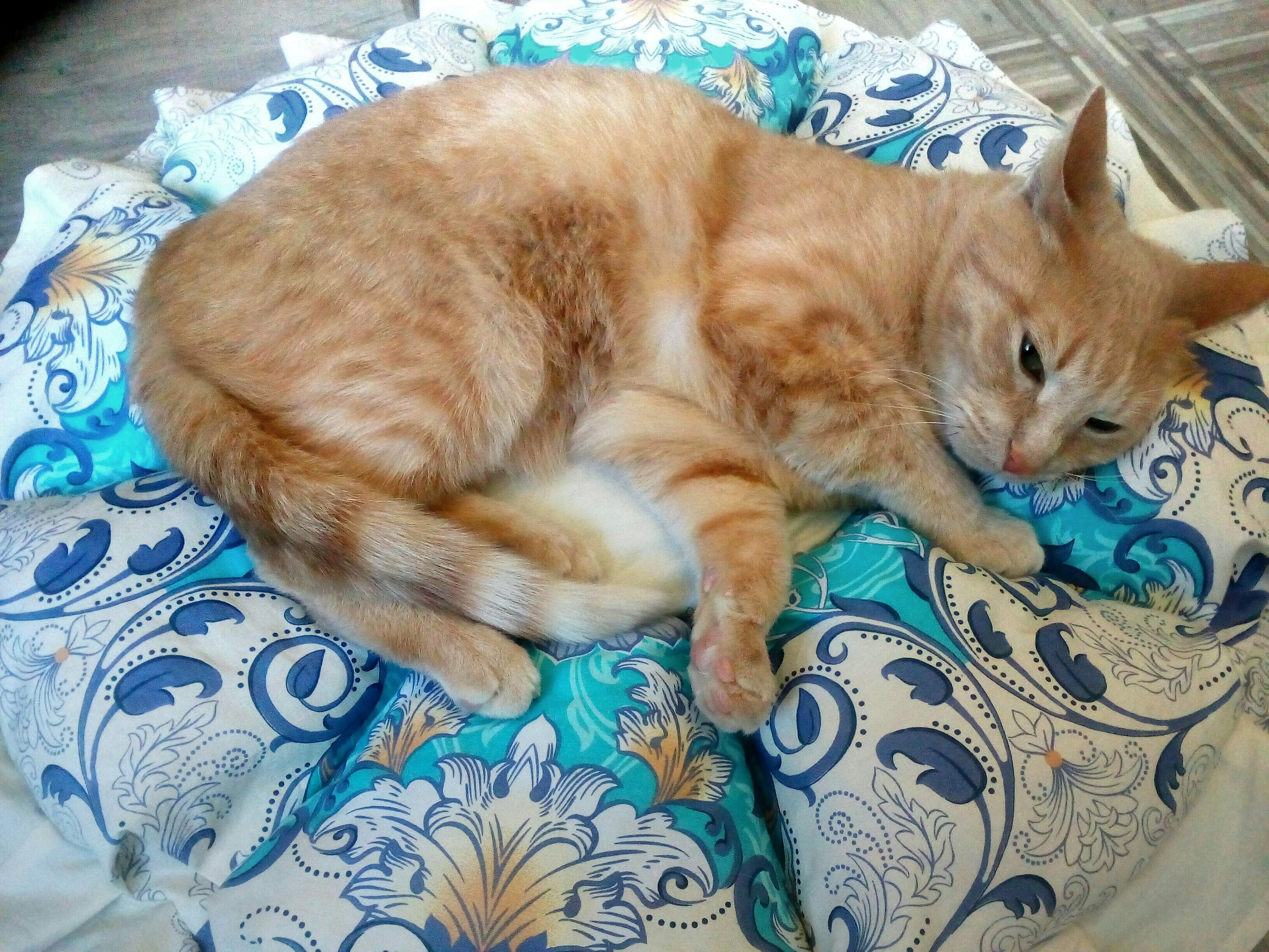 Cat rug Cats beds Round cat mat Kitten beds Round pillow Pet Etsy