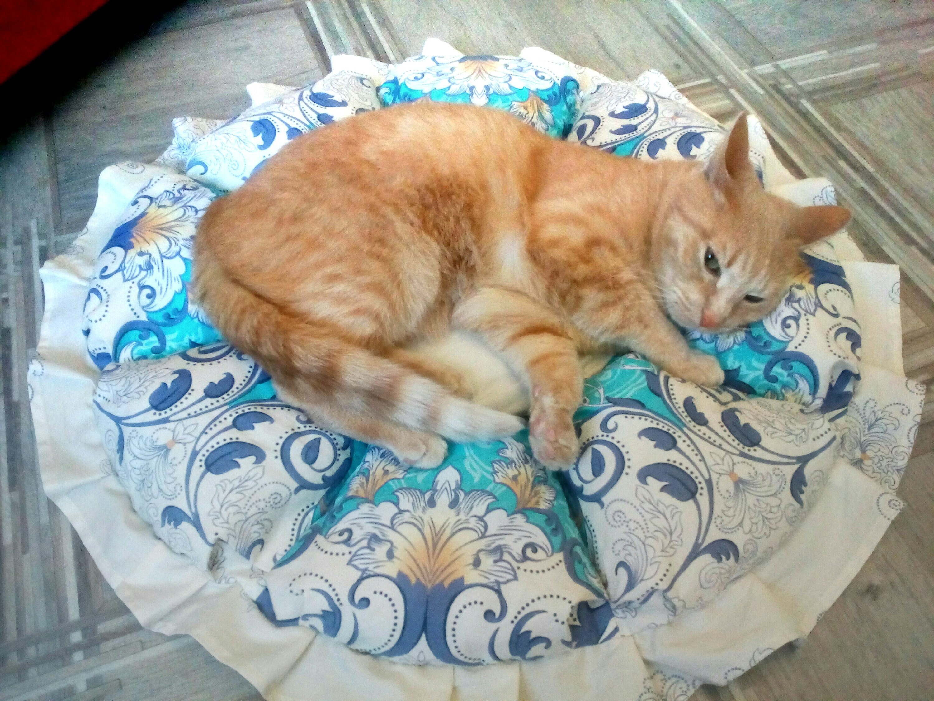 Cat rug Cats beds Round cat mat Kitten beds Round pillow Pet Etsy