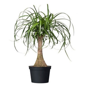 Pony Tail Palm, Elephant Foot Single Stock, 6" Pot, Indoor Air Purifier!