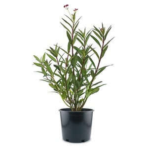 Tropical Milkweed Flowering Butterfly Attractant Live Plant, 6" Pot