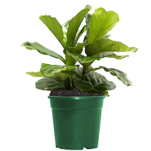 Fiddle Leaf Fig Ficus Lyrata Live Plant, 6" Pot, Top Indoor Air Purifier!