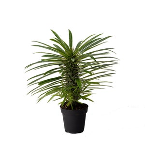 Madagascar Palm Exotic Specimen Live Plant, 4" Pot, Indoor Bonsai Succulent