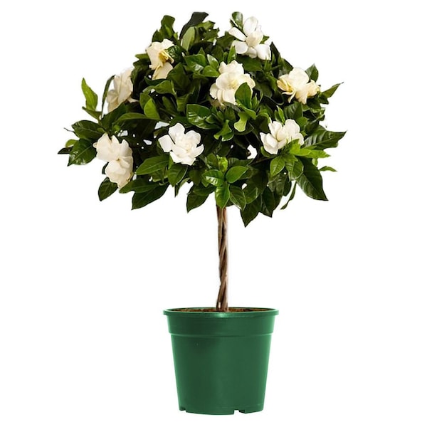 Mini Gardenia Veitchii Tree, 6" Pot, Beautiful Fragrant Flowers!