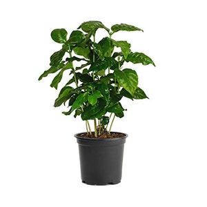 Arabica Coffee Plant, 6" Pot