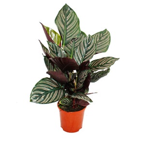 Calathea Ornata "Pinstripe" Live Prayer Plant, 6" Pot, Indoor Air Purifying Houseplant
