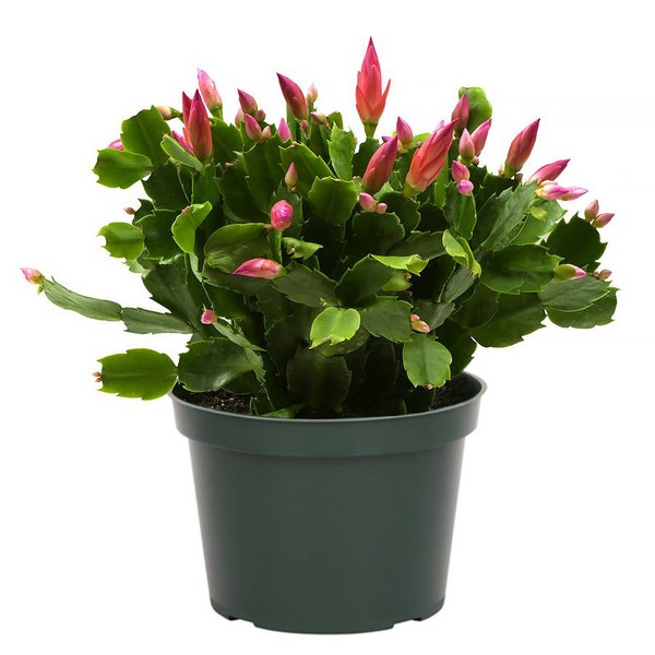 Christmas Cactus Zygocactus Assorted Colors Live Plant, 6" Pot, Growers Choice Pink, Deep Purple, White