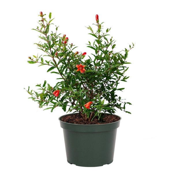 Dwarf Pomegranate Bush, 6" Pot, Fruit Producing!