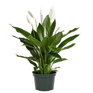 Spathiphyllum Flower Bunch Peace Lily Easy Care Live Plant, 6" Pot, Top Indoor/Outdoor Air Purifier, Flowering Plant White Flowers