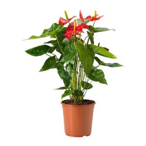 Anthurium Red, Pink or Orange Flamingo Flower, 6&quot; Pot, Indoor Air Purifier