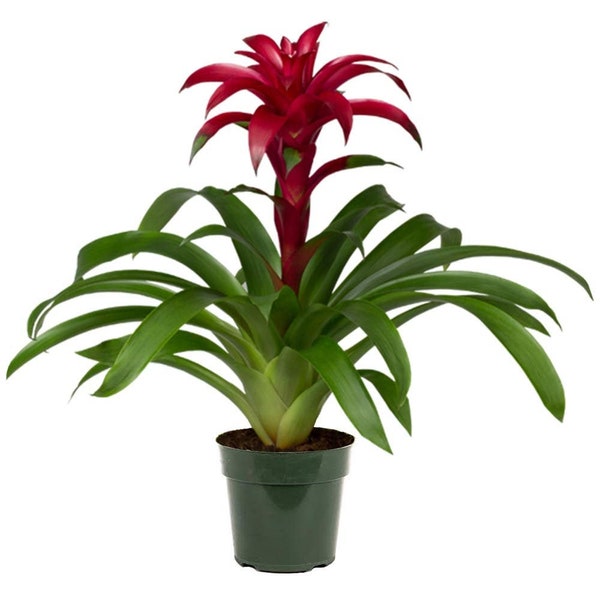 Bromeliad Guzmania Growers Pick Live Plant, 6" Pot, Assorted Colors, Pink, Red, Purple, Yellow, Orange