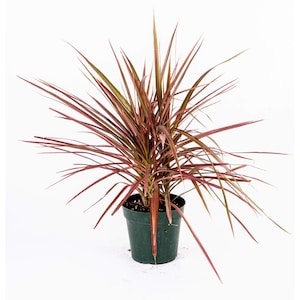 Dracena Marginata Colorama Madagascar Dragon Tree Live Plant, 6" Pot, Indoor/Outdoor Air Purifier!